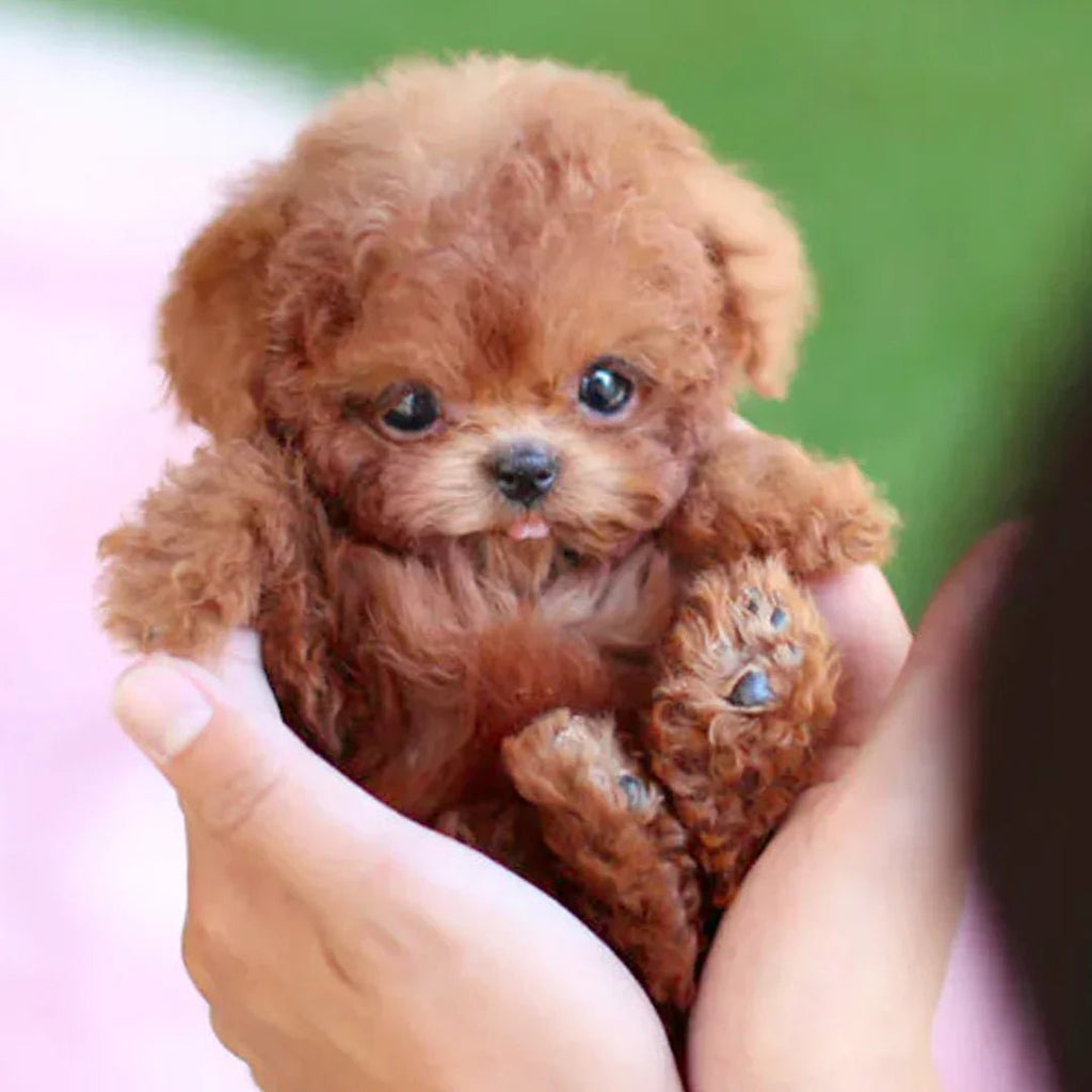 WarmPup Smart Robot Puppy Dog Ideal Gift for Kids and Seniors