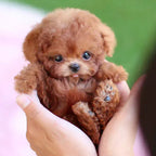 WarmPup Smart Robot Puppy Dog Ideal Gift for Kids and Seniors