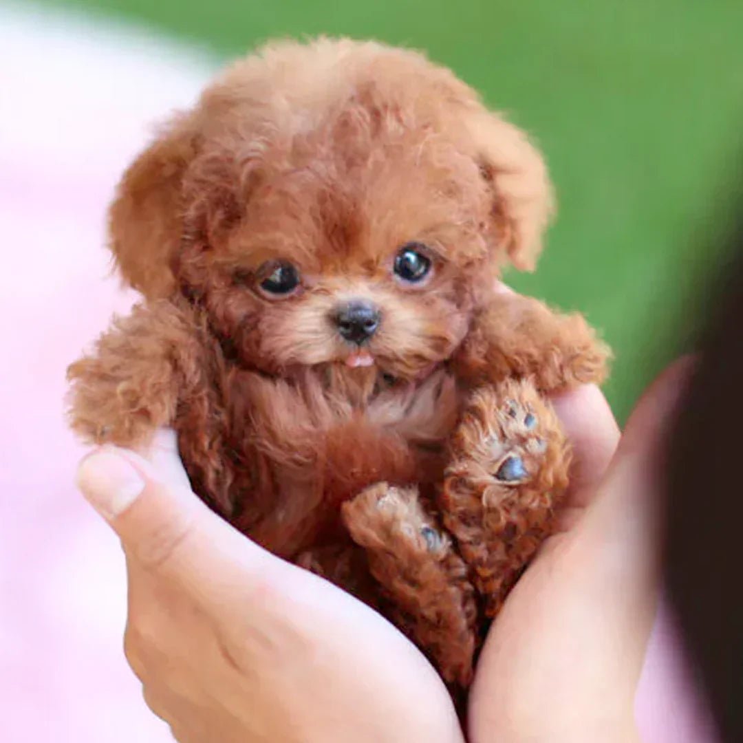 WarmPup Smart Robot Puppy Dog Ideal Gift for Kids and Seniors