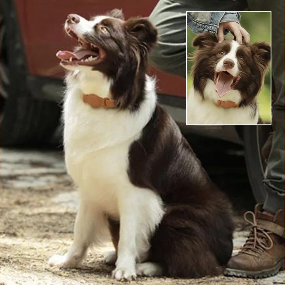 AuroraLeather AirTag Dog Collar With Premium Style And Secure Tracking