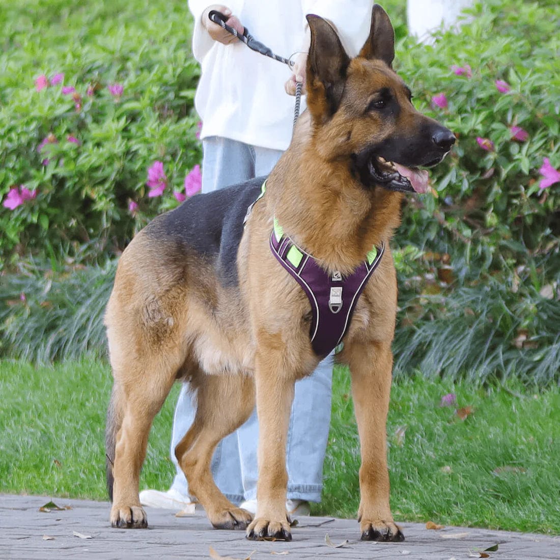 TrailMate No Pull Dog Harness for Peaceful Daily Walks