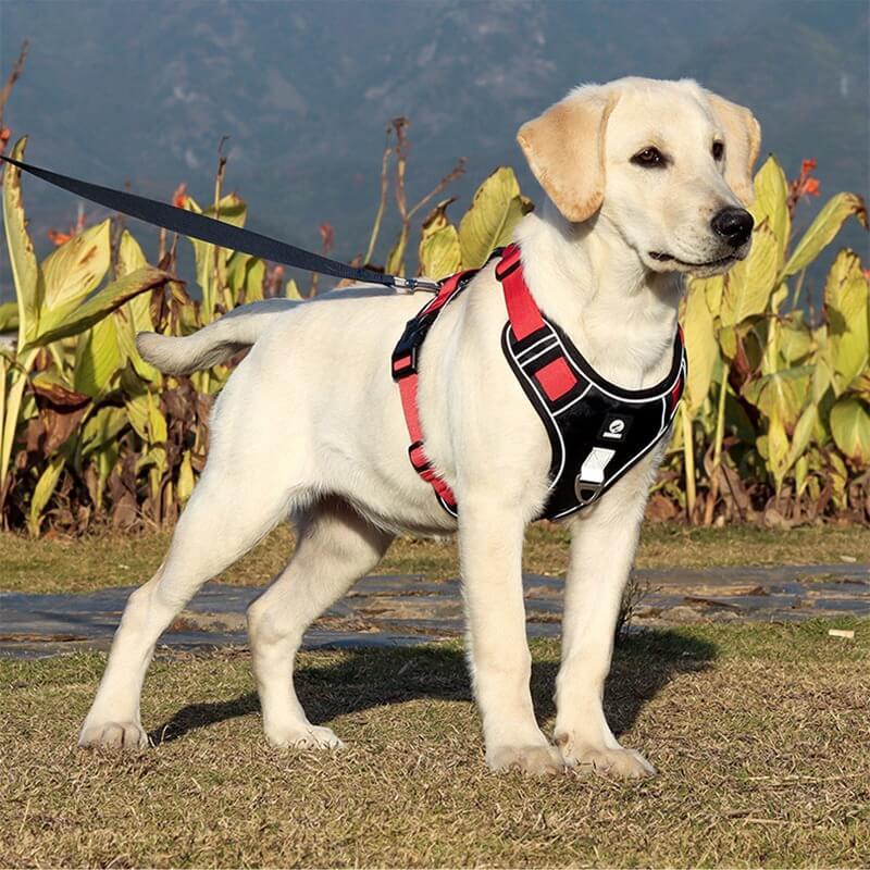 TrailMate No Pull Dog Harness for Peaceful Daily Walks