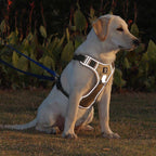 TrailMate No Pull Dog Harness for Peaceful Daily Walks