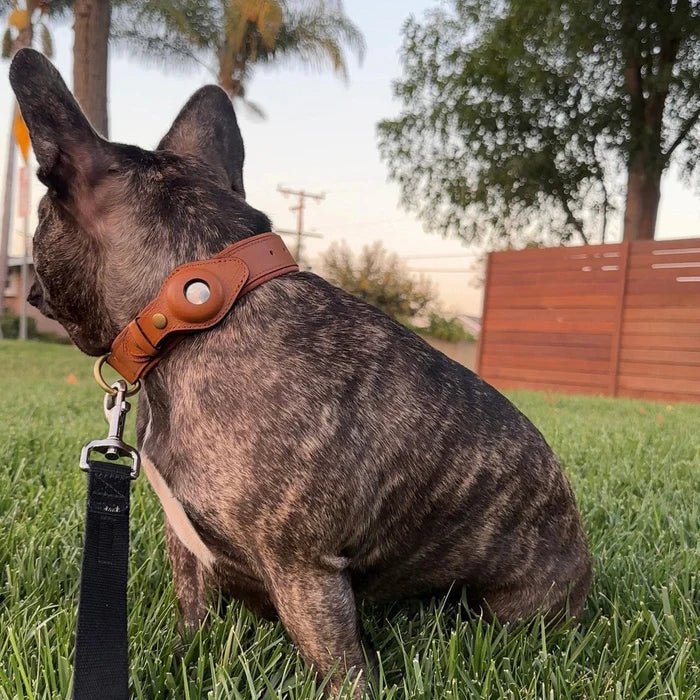 NovaTrail Premium AirTag Dog Collar For Pets Daily Use