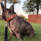 NovaTrail Premium AirTag Dog Collar For Pets Daily Use