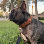 NovaTrail Premium AirTag Dog Collar For Pets Daily Use