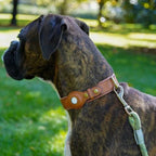 NovaTrail Premium AirTag Dog Collar For Pets Daily Use